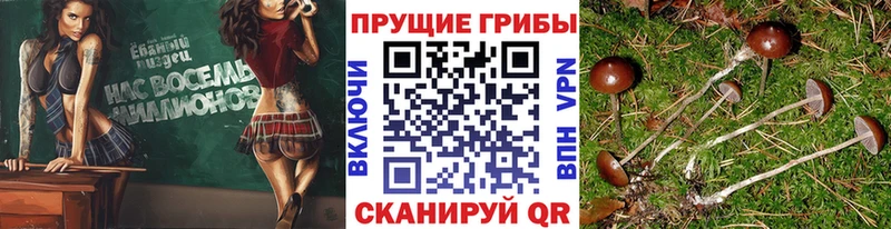 Галлюциногенные грибы Psilocybe  darknet наркотические препараты  Жуковка  наркота 